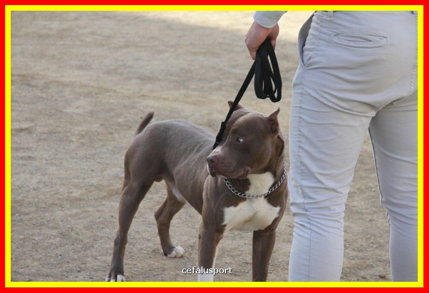 180311 mostra_canina 133.jpg
